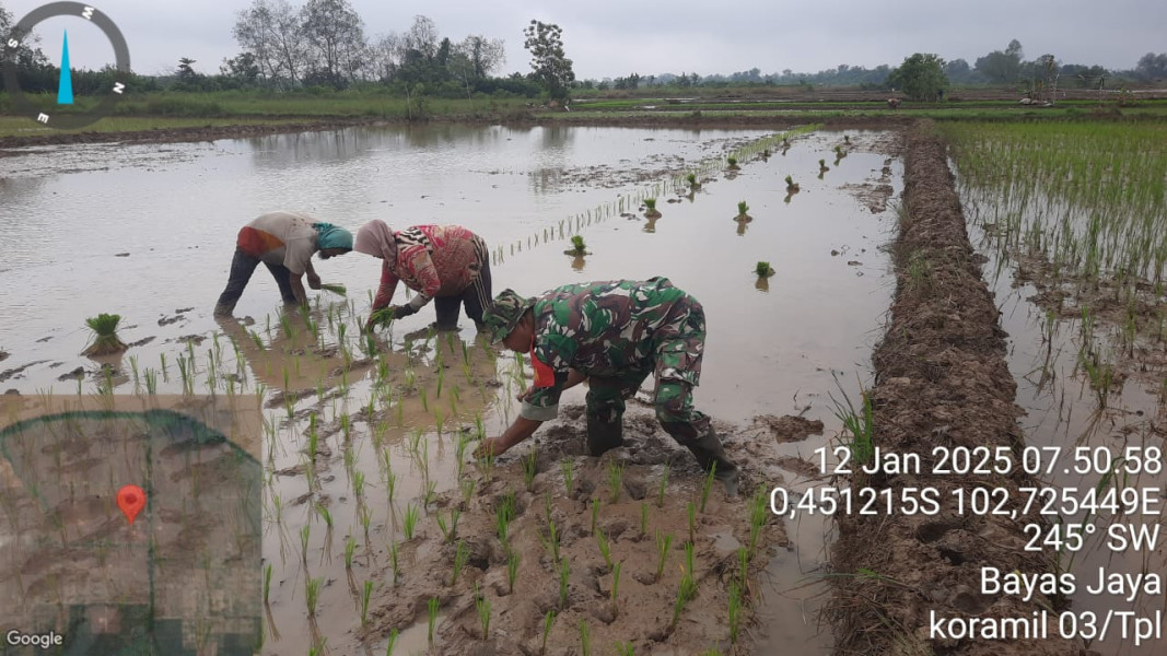 Wujud Nyata Pendampingan di Bidang Pertanian, Babinsa Koramil 03/Tpl Bantu Petani Tanam Padi