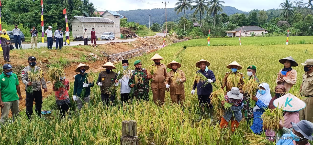 Pjs Bupati KKA Lakukan Kunker dan Panen Perdana Padi Organik ECO Farming