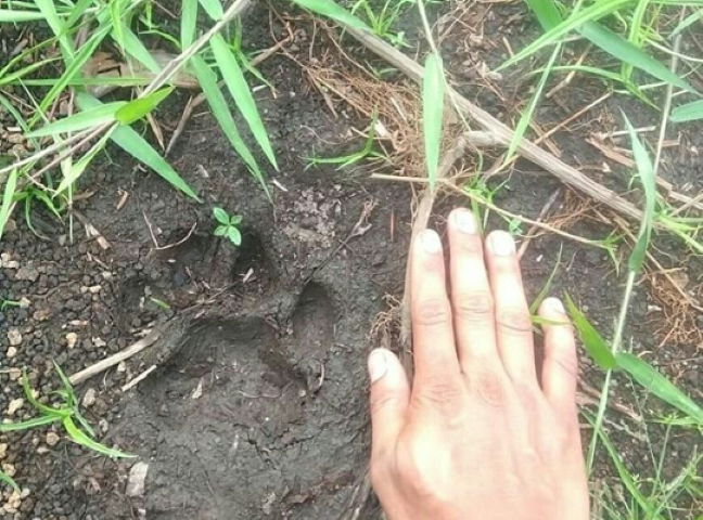 Heboh! Warga Temukan Jejak Kaki Diduga Harimau Sumatera di PLTU Tenayan Raya
