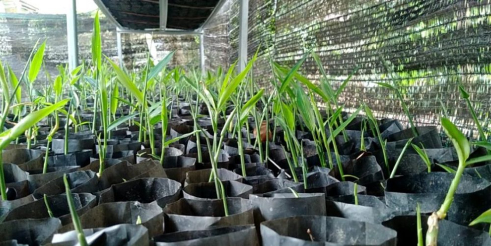 Potensi Bisnis Jahe Sebagai Tanaman Tumpang Sari, Di Kebun Sawit Riau