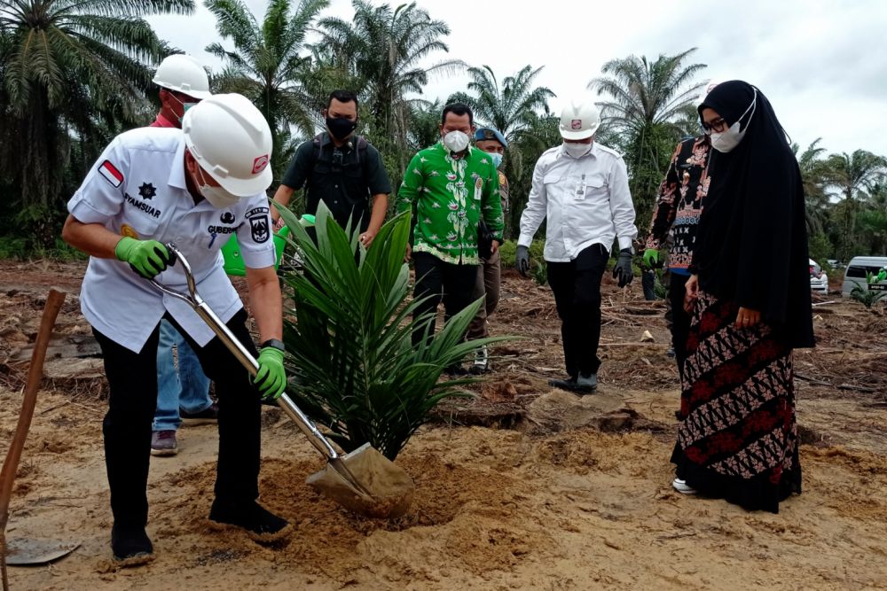 Tahun Ini, Riau usulkan Replanting Lahan Sawit Seluas 14.831 Ha ke Pusat