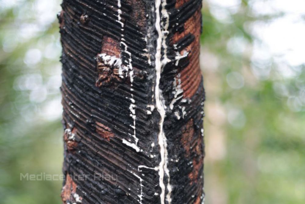 Harga Bahan Olahan Karet Riau di tingkat Pabrik Capai Rp22.200 per Kg