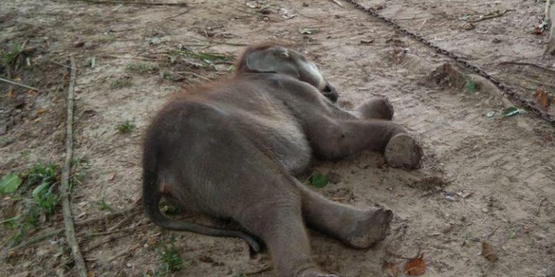 Tidak Mau Minum Susu, Anak Gajah Ini Akhirnya Mati Setelah Dirawat di PLG Riau