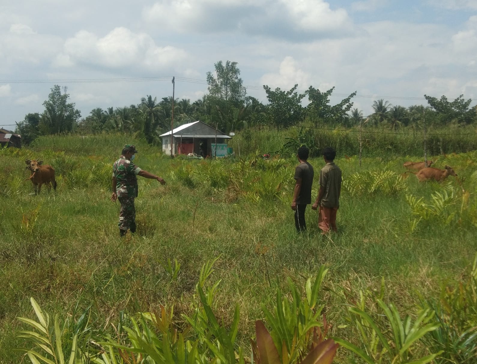 Babinsa Koramil 07/Reteh Lakukan Pengecekan Terhadap Hewan Ternak