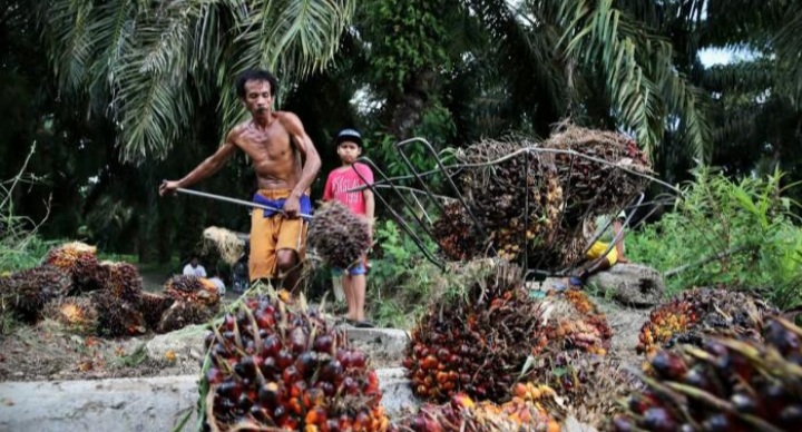 Turun, Harga TBS Sawit  di Riau Pekan Ini Jadi Segini per Kilogram