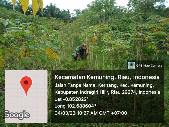Giat Lakukan Ketahanan Pangan Gulma Koramil 09/Kemuning
