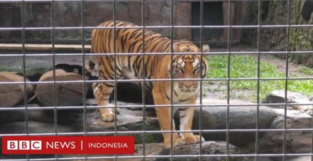 Karena Tak Ada Makanan Selama Pandemi, Harimau Kebon Binatang Ikut Puasa 