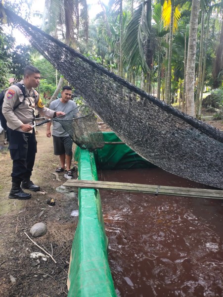 Polri Mitra Petani dan Peternak, Polsek Keritang Perkuat Swasembada Pangan Lewat Ikan Lele