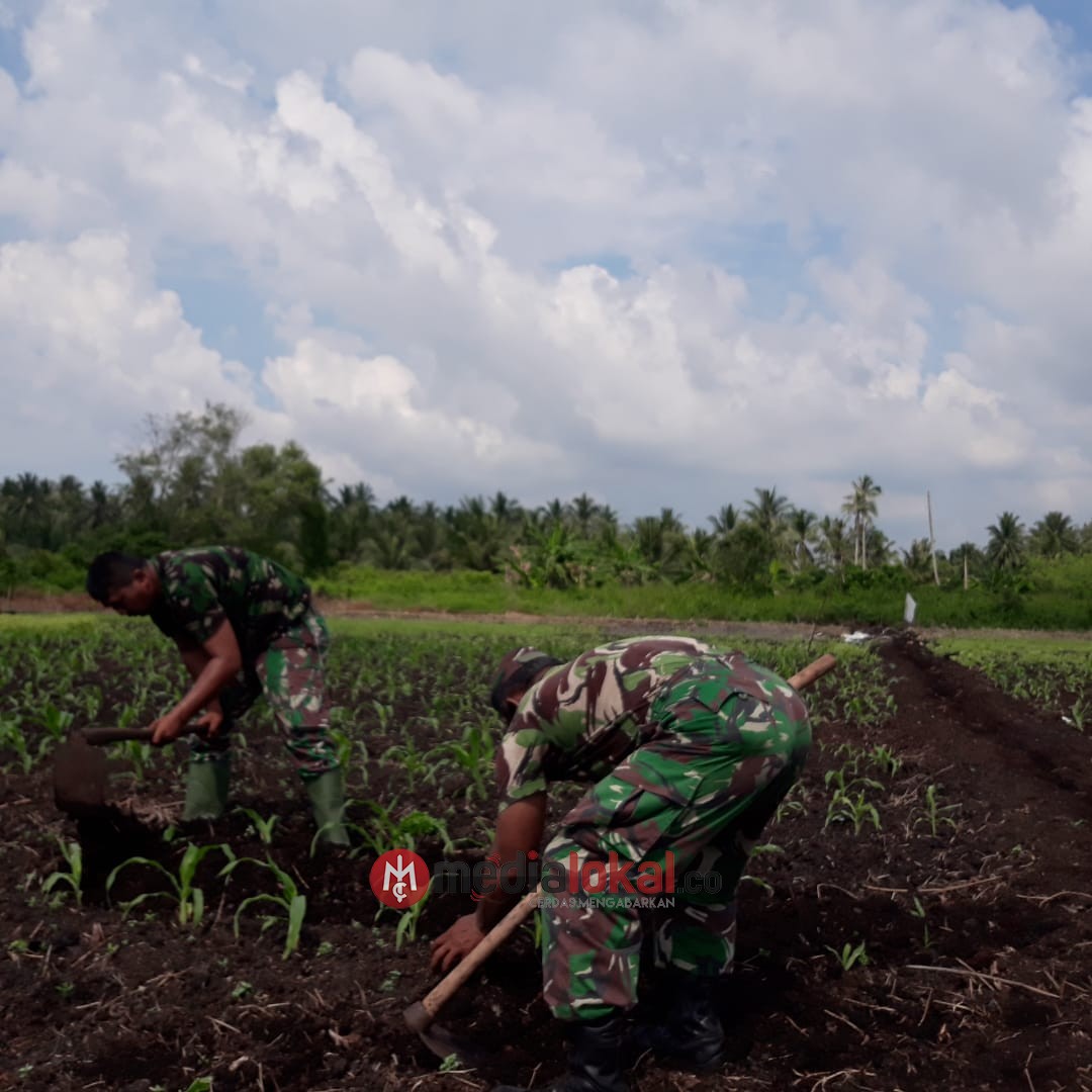 Babinsa Koramil 06/Kateman Lakukan Perawatan Ketahanan Pangan
