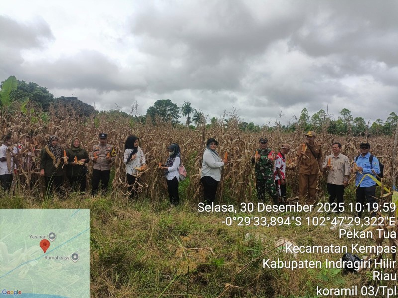 Wujudkan Ketahanan Pangan, Danramil 03/Tpl Ikuti Panen Jagung Dalam Rangka Asta Cita Swasembada
