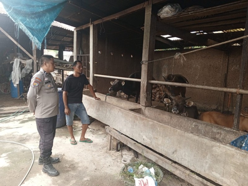 Bhabinkamtibmas Polsek Keritang Cek Peternakan Sapi di Desa Kotabaru Seberida