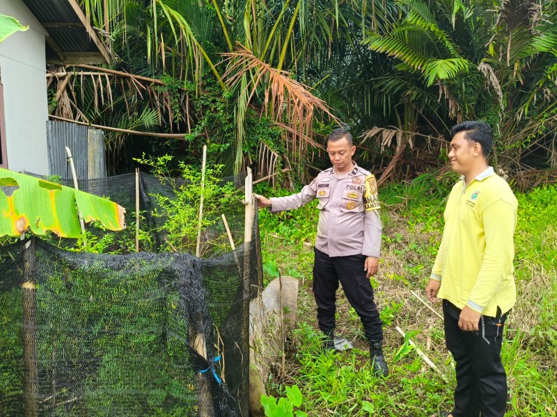 Tak Sekadar Cek, Aipda Andromik Ajari Warga Sungai Iliran Cara Panen Cabe Berkualitas