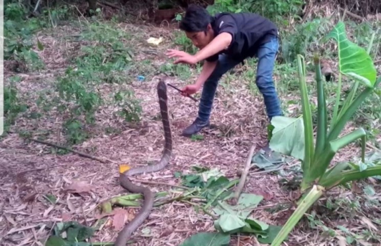 Lagi Mengerami 47 Telurnya, Warga Amankan Ular King Kobra Sepanjang 3 Meter