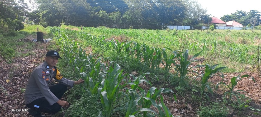 Wujud Dukungan Nyata Ketahanan Pangan, Bhabinkamtibmas Polsek Siak Pantau Tanaman Jagung Pipil