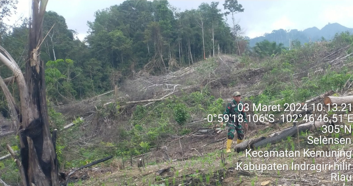 Terkait Penanaman Padi, Babinsa Koramil 09/Kemuning Bantu Masyarakat di Sawah