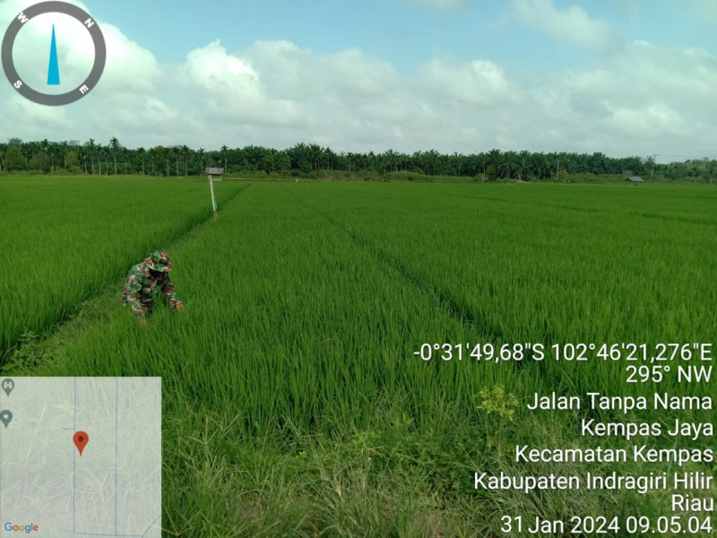 Keseharian Babinsa Koramil 03/Tpl Wujudkan Upsus Swasembada Pangan