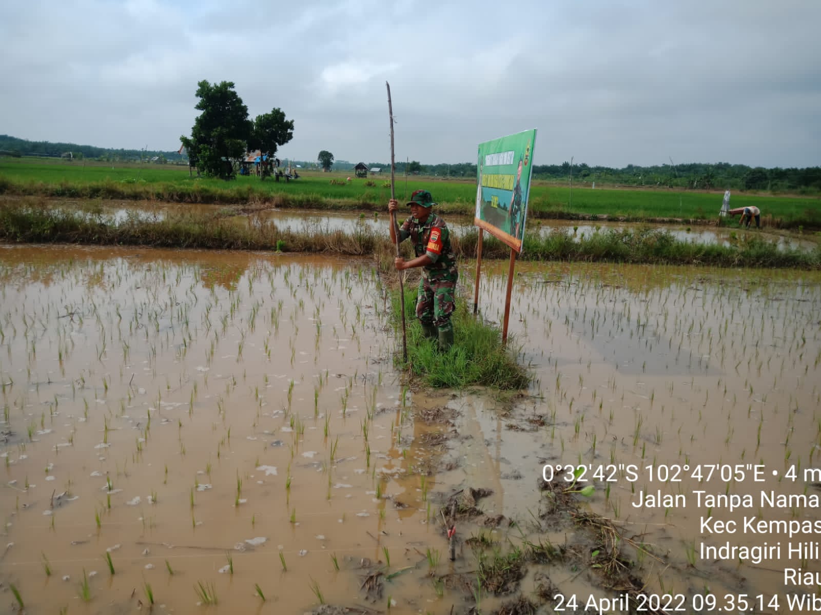 Dalam Mendukung Ketahanan Pangan, Babinsa Koramil 03/Tempuling Turun ke Sawah