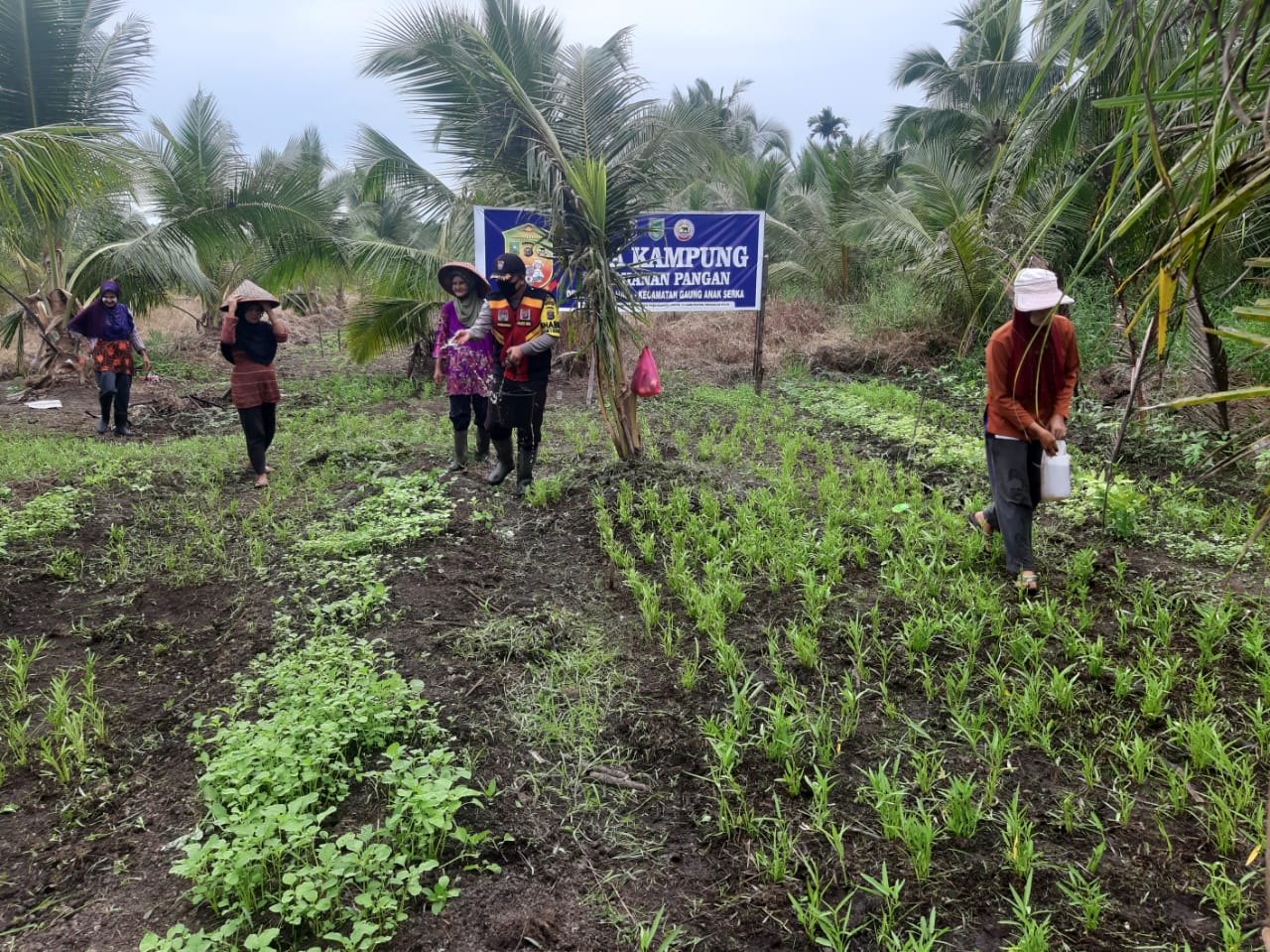 Pemberian Pupuk dan Penyemprotan, Bhabinkamtibmas Kuala Gaung Tingkatkan Kualitas Pertanian Warga