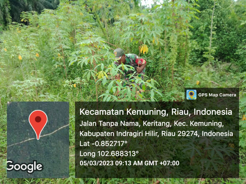 Lihat Perkembangan Gulma Bersama Koramil 09/Kemuning