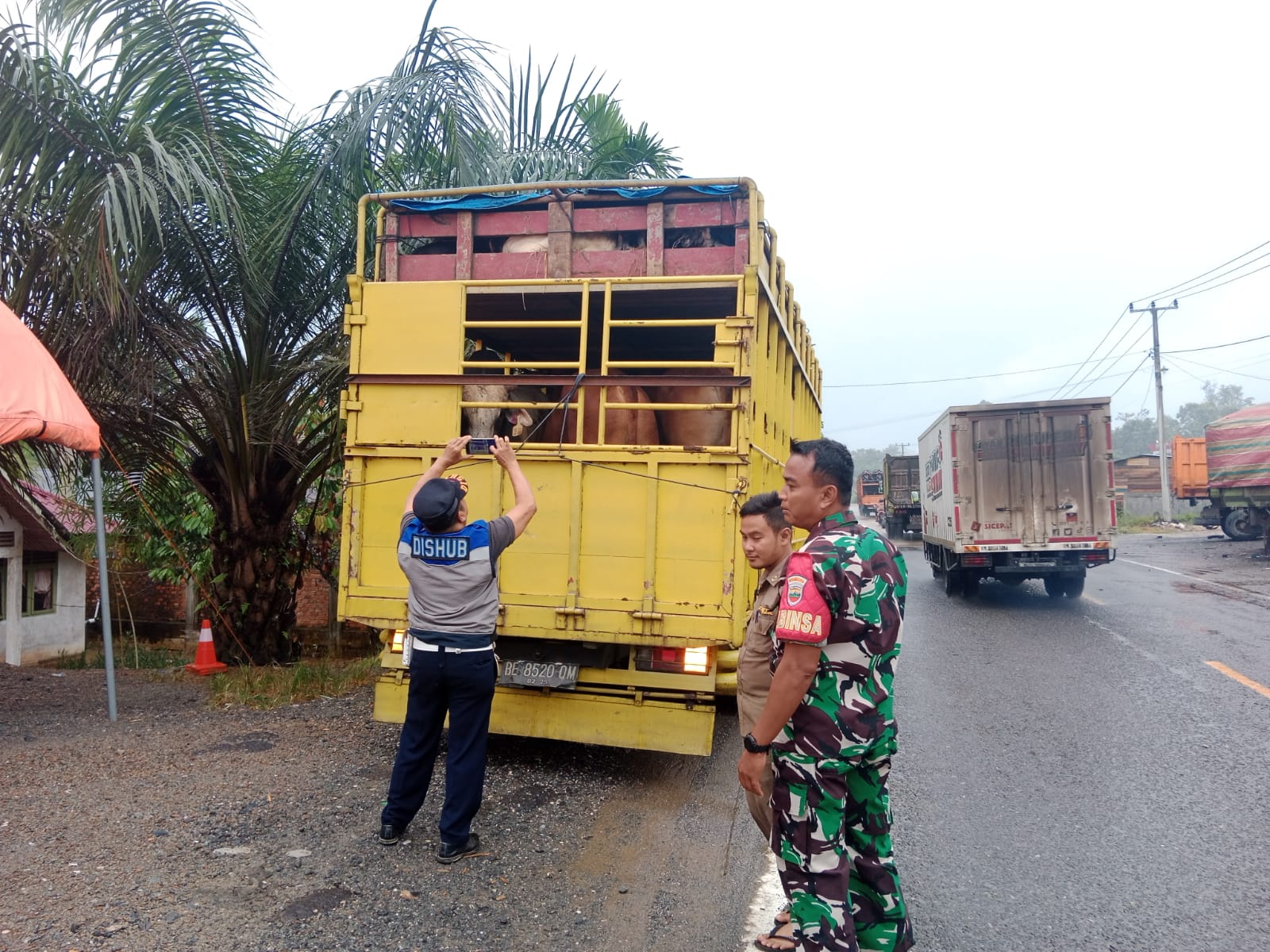 Pemeriksaan Hewan Ternak PMK Oleh Babinsa Koramil 09/Kemuning