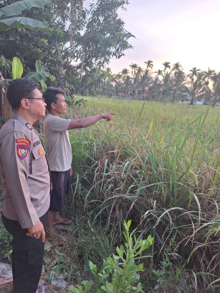 Polsek Keritang Monitor Tanaman Padi Menjelang Panen, Aiptu Untung Setiawan Motivasi Petani