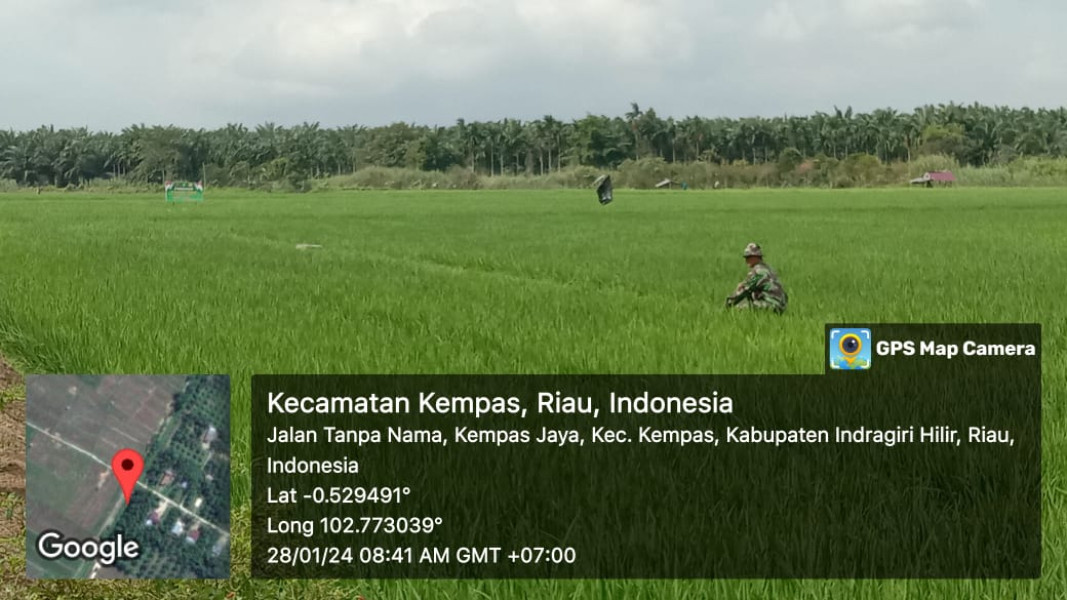 Jaga Kesuburan Tanaman Padi Babinsa 03/Tpl Cabut Rumput Di Sawah