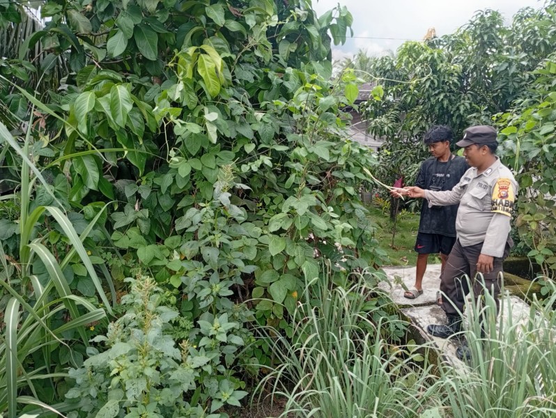 Dukung Swasembada Pangan, Personel Polsek Enok Monitoring Tanaman Jahe hingga Terong