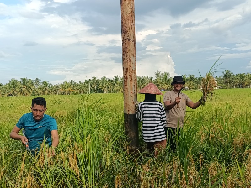 Polsek Sungai Batang Panen Raya 2 Hektar Padi, Turun Langsung Kawal Swasembada Pangan