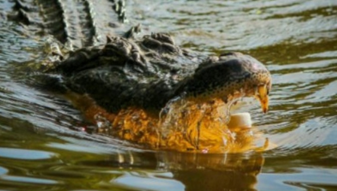 Hilang Ketika Mencari Siput, Bocah Ini Ditemukan Tak Bernyawa Dalam Perut Buaya Hilang Ketika Mencari Siput, Bocah Ini Ditemukan Tak Bernyawa Dalam Perut Buaya
