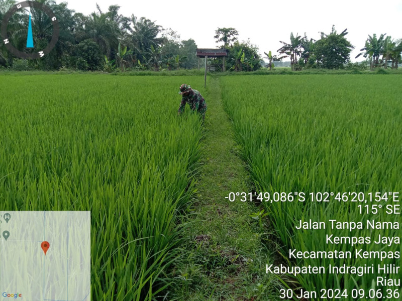 Demplot Hanpangan, Babinsa Koramil 03/Tpl Pantau Perkembangan Padi