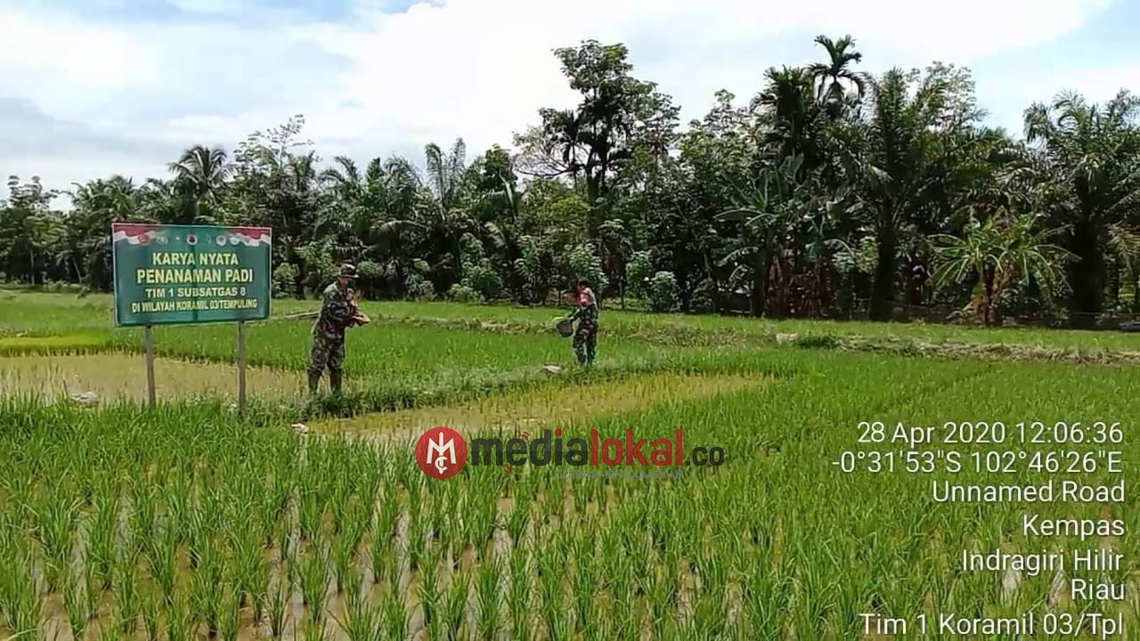 Puasa Tak Jadi Penghalang Bagi Prajurit Kodim 0314/Inhil untuk Membantu Petani Merawat Padi