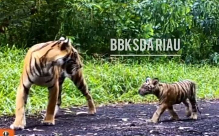 Induk dan Anak Harimau Sumatera Kembali Muncul di Inhil, Ini Penampakannya...