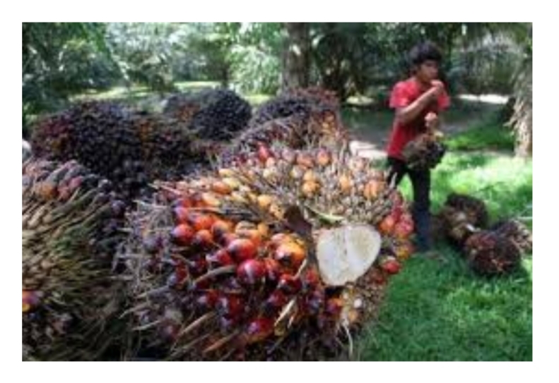Ditengah Gempuran Corona, Harga TBS Sawit di Riau Bergerak Naik