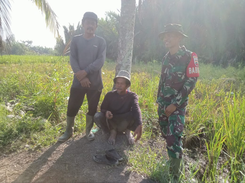 Babinsa Koramil 07/Reteh Laksanakan Komsos Sekaligus Dampingi Petani di Sawah