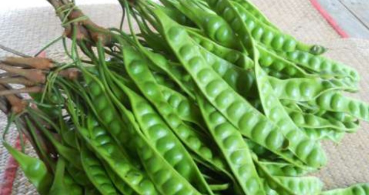 Ternyata Ini 7 Manfaat Petai untuk Kesehatan Tubuh, No 6 Gak Nyangka  Ternyata Ini 7 Manfaat Petai untuk Kesehatan Tubuh, No 6 Gak Nyangka