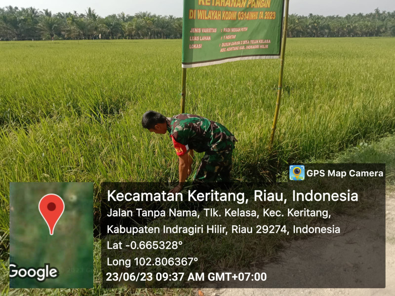 Babinsa Koramil 09/Kemuning Lakukan Pembersihan dan Pemantauan Terhadap Ketahanan Pangan