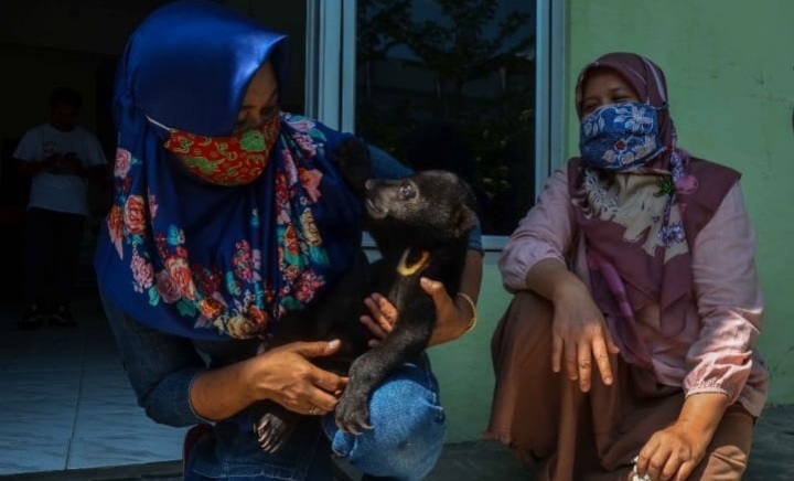 BBKSDA Riau Kembali Evakuasi Beruang Madu, Bagini Kondisinya