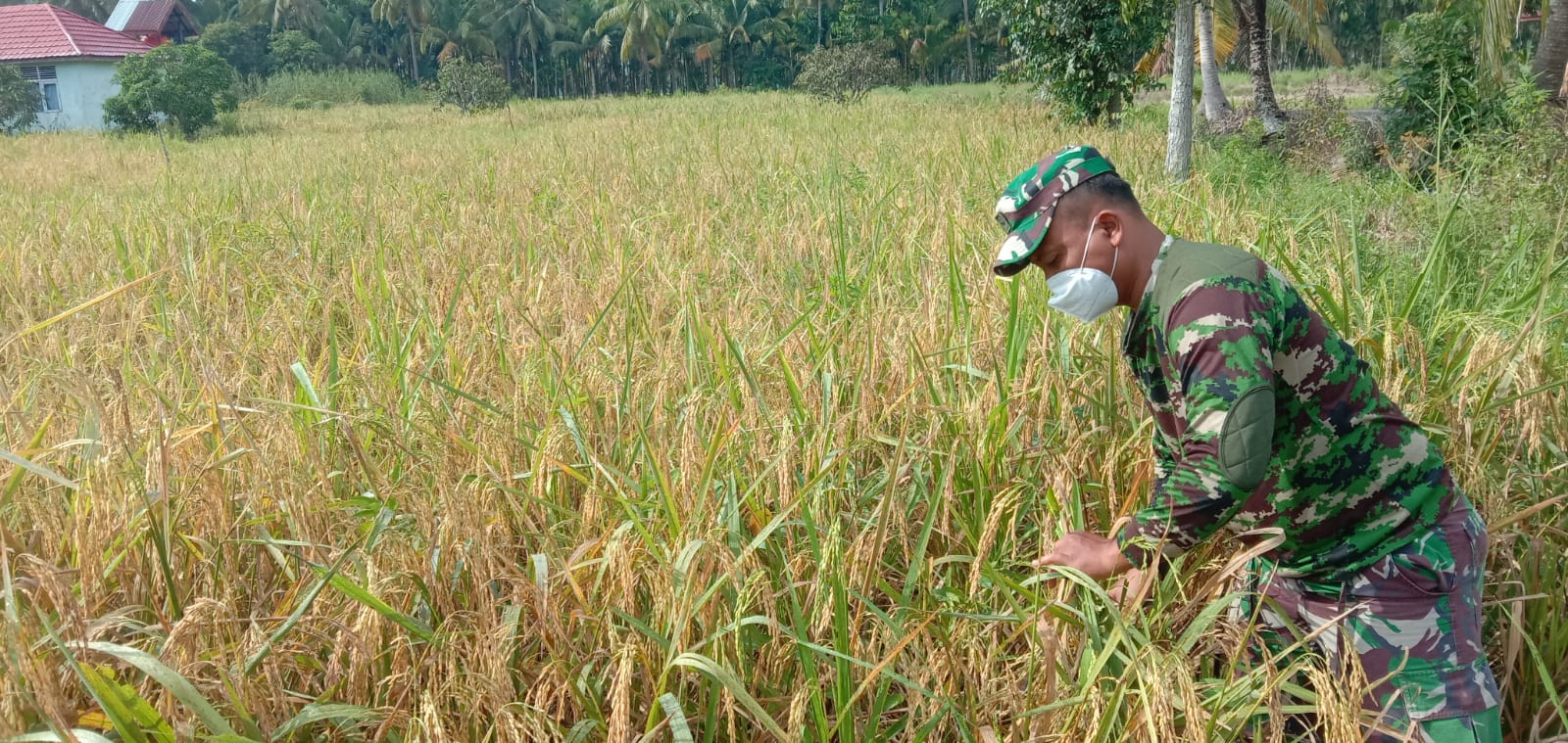 Lakukan Pembersihan Sawah Oleh Anggota Koramil 07/Reteh