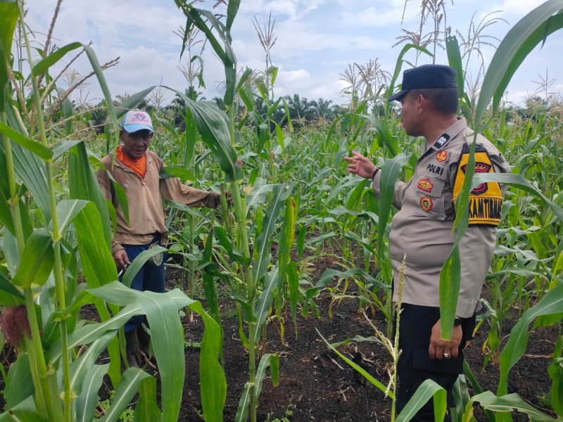 Bhabinkamtibmas Polsek Keritang Pantau Progres Perawatan Jagung Program Asta Cita Dukung Ketahanan Pangan