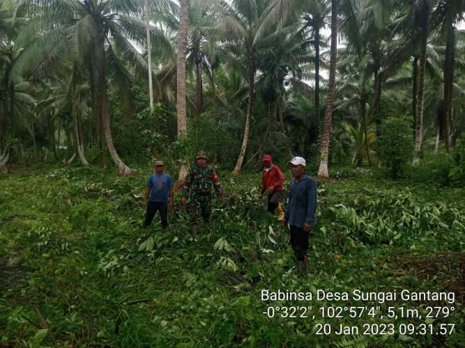Sisiri Kebun Kelapa Dan Semak Belukar, Babinsa 03/Tpl Tidak Temukan Titik Api