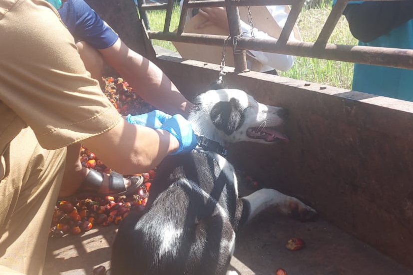 Dinas PKH Riau Dapat Tambahan 29 Ribu Vaksin Rabies