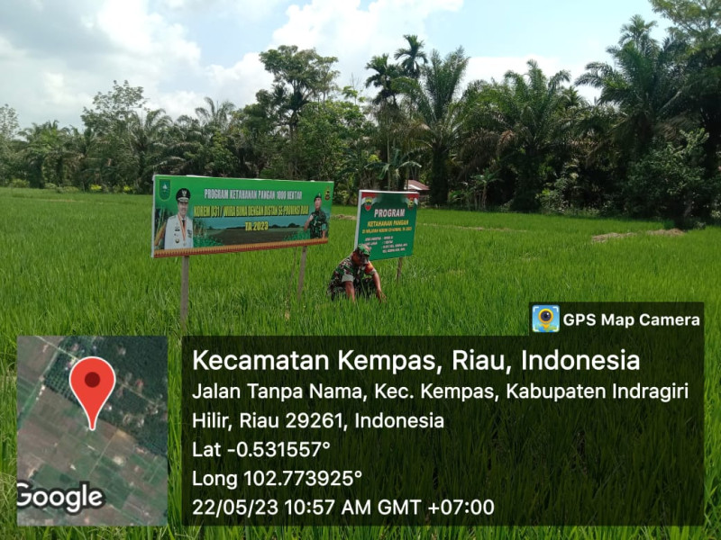 Babinsa 03/Tpl Dampingi Petani Bersihkan Gulma Padi