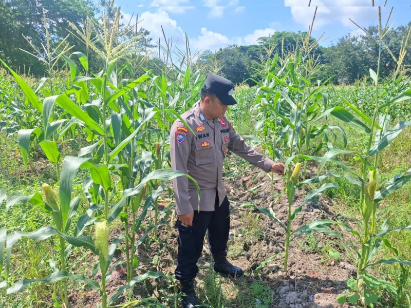 Dalam Rangka Dukung Program Ketahanan Pangan Nasional, Bhabinkamtibmas Polsek Siak Laksanakan Sambang kepada Petani di Kampung Buantan Besar