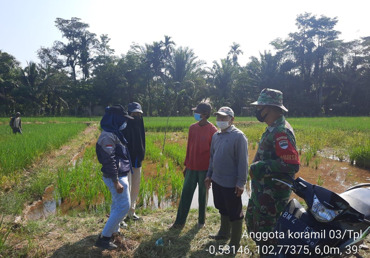 Babinsa 03/Tempuling dan PPL Gelar Komsos bersama Petani Kelurahan Kempas Jaya     