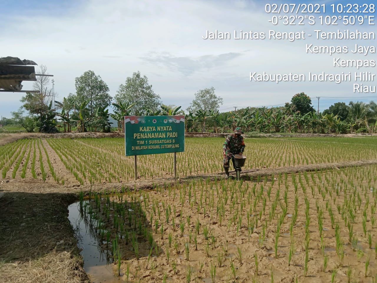 Pantau Pertumbuhan Padi Demplot Karya Nyata, Babinsa 03/Tempuling Turun ke Sawah