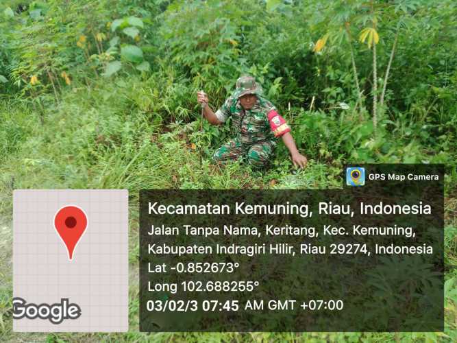 Upaya Pemeliharaan Kebun, Koramil 09/Kemuning Pantau Ketahanan Pangan