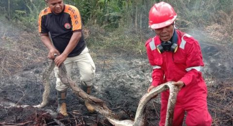 Karhutla di Riau, Ular Piton Mati Untuk Melindungi 12 Telur