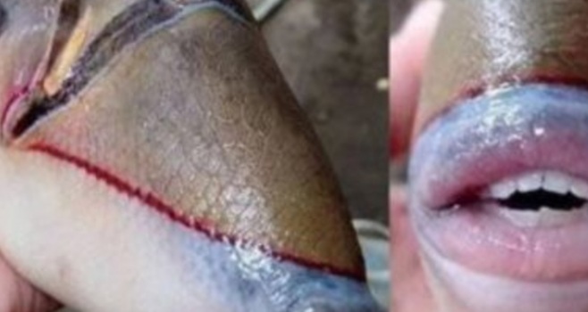 HEBOH... Ada Ikan dengan Bentuk Bibir Seksi, Begini Reksi Netizen   