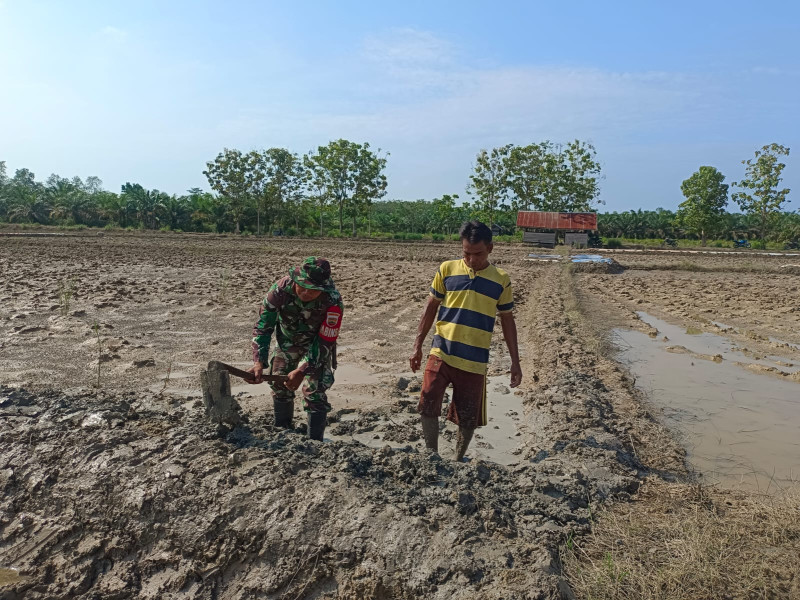 Babinsa 03/Tempuling Serka N. Sipayung Bersama Petani Siapkan Lahan Penyemaian Bibit Padi
