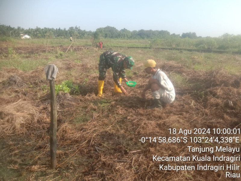 Wujudkan Ketahanan Pangan, Babinsa Koramil 04/Kuindra Lakukan Hanpangan Dengan Warga